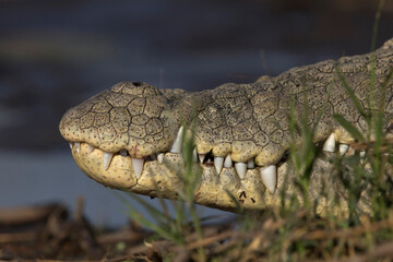 Closeup of the scales of a Nile crocodile (Crocodylus niloticus) at Lake Chamo in Ethiopa