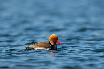 swimming adult male red-crested pochard (Netta rufina) 