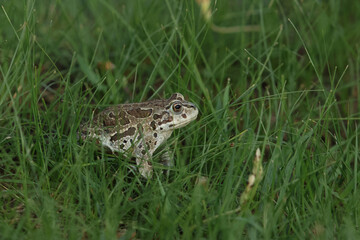 A siberian sand toad or radde's toad (bufo raddei) in the gras in mongolian steppe
