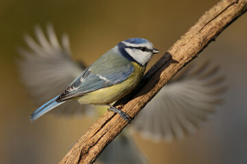 Eurasian Blue Tit (Cyanistes caeruleus) perching on a branch