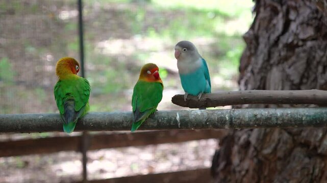 Colorful lovebirds perched on branch in aviary.Three small parrots resting in natural habitat. Exotic companion birds: Fischer's lovebirds and blue parrotlet