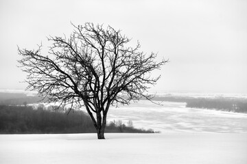 A beautiful branchy tree on the top of a mountain overlooking the frozen Kama River. Devil's Settlement, Yelabuga, in winter.