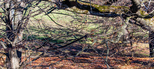 Shadow play in the forest