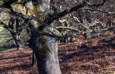 Shadow play in the forest