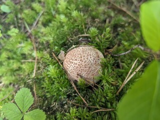 Young mushroom Amanita rubescens in the moss of a summer mountain forest