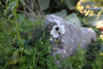 White flower bloom. High quality photo