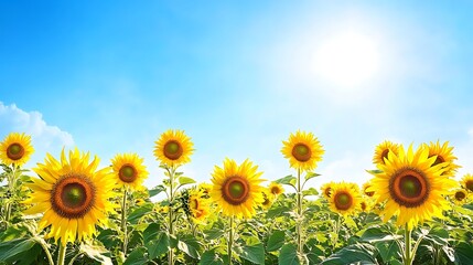 Fototapeta premium A sunflower field in full bloom with a bright blue sky as the backdrop