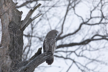 Great gray owl sitting on a tree branch close up