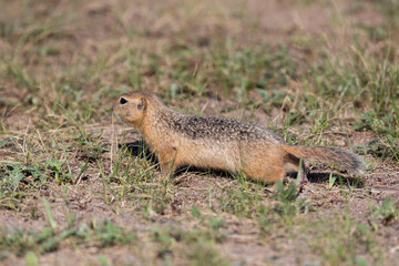 Gopher stands in the grass on a summer day