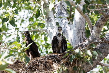 Two grown chicks of a bird of prey sit in a nest on a tree close up