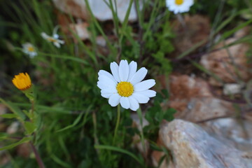 Field daisies outdoors. High quality photo