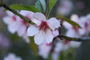 Pink blossoms branch. High quality photo
