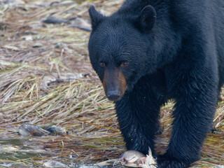 Fototapeta premium Close-up photo of a Black Bear standing by the shore next to a dead salmon fish at the Solomon Gulch Hatchery, Valdez, Alaska, USA