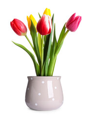 Beautiful colorful tulips blooming in ceramic cachepot isolated on white