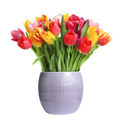 Beautiful colorful tulips blooming in ceramic cachepot isolated on white