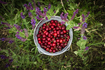 Bucket filled with fresh organic red cherries with stems, summer fruit harvest