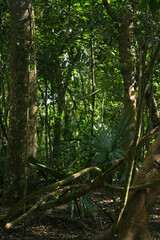 Fototapeta premium Archeological site, jungle, Mexico, Tulum