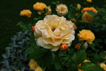 A bed of yellow roses