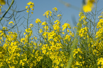 Yellow oilseed field under a blue sky on a spring day, scenic agricultural landscape