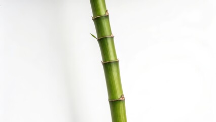 Fototapeta premium Green Bamboo Stem Close-up