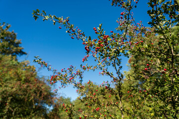 Bislicher Insel Nature Reserve, Xanten, Germany