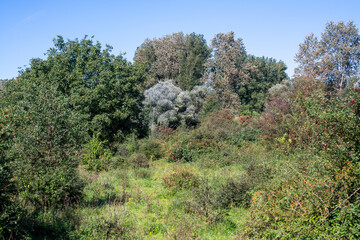 Fototapeta premium Bislicher Insel Nature Reserve, Xanten, Germany