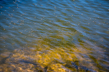 Bislicher Insel Nature Reserve, Xanten, Germany