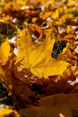 the foliage of trees on the ground after leaf fall in sunny weather