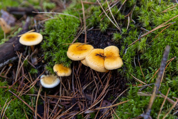 old mushrooms in the autumn forest in sunny