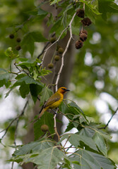 Weaver bird in the tree