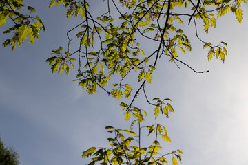 green new oak foliage in sunny weather