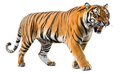 Fototapeta premium Fierce tiger roaming in wild habitat animal photography natural environment dynamic perspective wildlife conservation