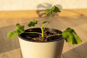 Geranium in a flower pot. Growing geraniums at home. Sunny day