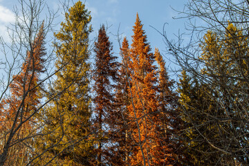 Fototapeta premium Damaged fir trees in the forest. Brown needles