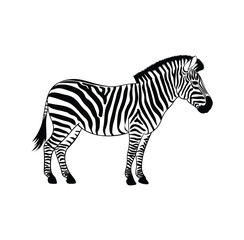 Black and White Zebra Vector Illustration – Animal Silhouette on White Background