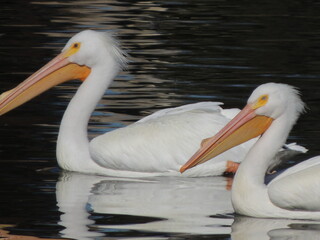 two white pelicans close up