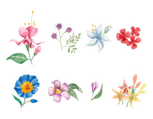 Watercolor floral elements set
