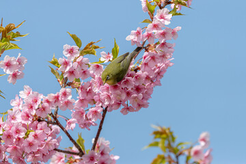 メジロと河津桜