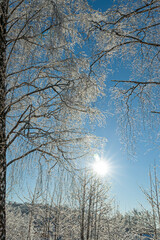Beautiful winter landscape with frosted birch trees against a clear blue sky in Tula region, Russia