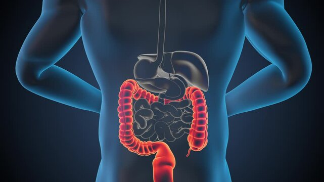 Anatomy of human colon with digestive organs