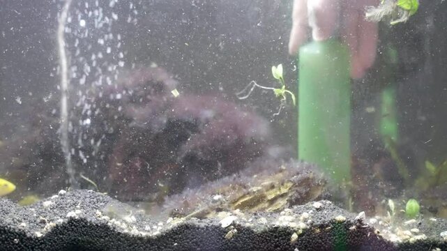 Person cleaning his home aquarium from dirty, swimming algae and living organisms wastes, man using pump siphon for removing garbage from inside the fish tank, regular maintenance service of aquarium