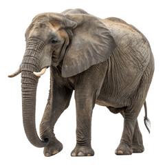 elephant photo png, transparent background