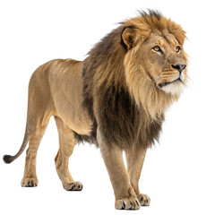 Obraz premium lion photo png, transparent background