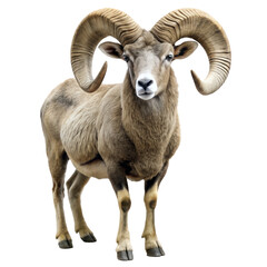 ram photo png, transparent background