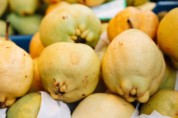 Fresh organic quinces with natural imperfections at a farmers market. Rustic autumn fruit. Perfect for food photography, organic produce, and seasonal fruit promotions