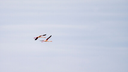 wild life inside the Po River Lagoon during the winter season, Rovigo, Italy