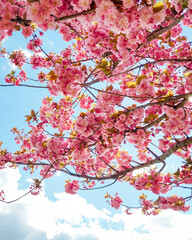 Pink cherry blossom - looking up at blooming branches of sakura tree.