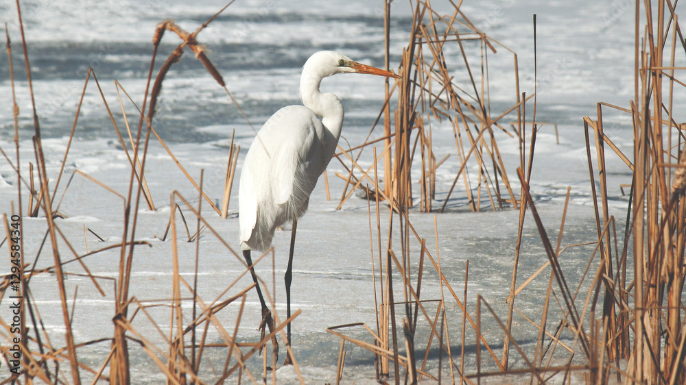 Poster great white heron