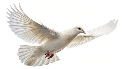 Fototapeta premium White Dove in Flight Full Wingspan, Peace Symbol, Isolated Background, Bird Photography Dove, Peace