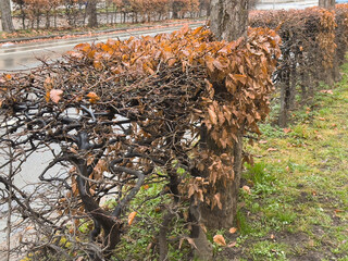 Autumn leaves on bare hedge along urban pathway